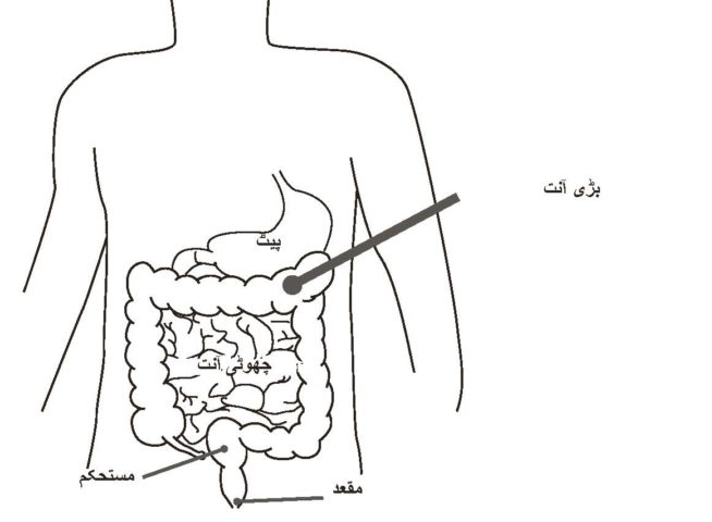 Urdu_08.jpg Urdu_08.jpg